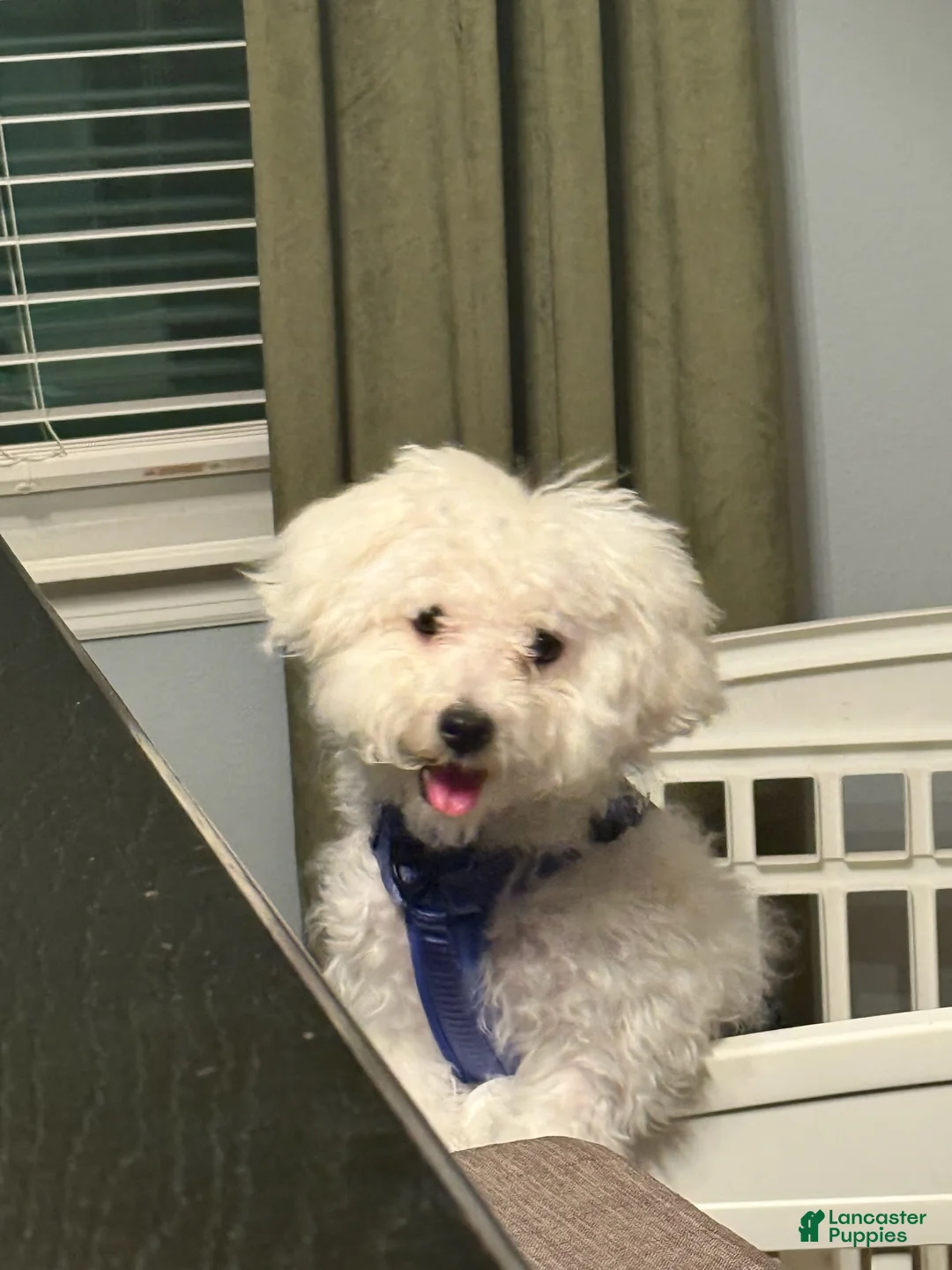 Toy Poodle dogs for sale: Toy Poodle Puppy 1 - Ad 2