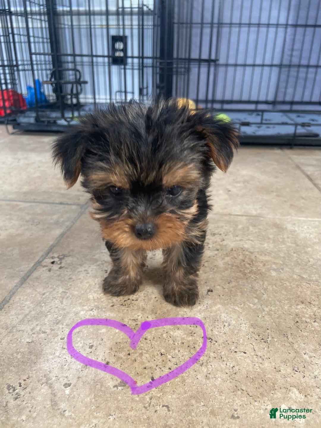 Gallery Image {{count}}