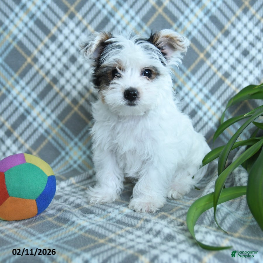 Yorkshire Terrier dogs Snuggles   - Ad 12