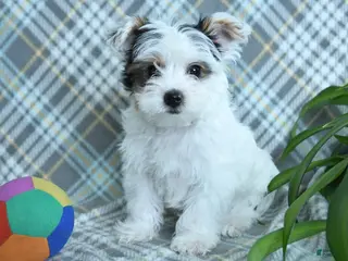 Yorkshire Terrier dogs Snuggles - Ad 12