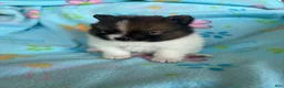 Pomeranian dogs for sale: Pomeranian 3 - Ad 3