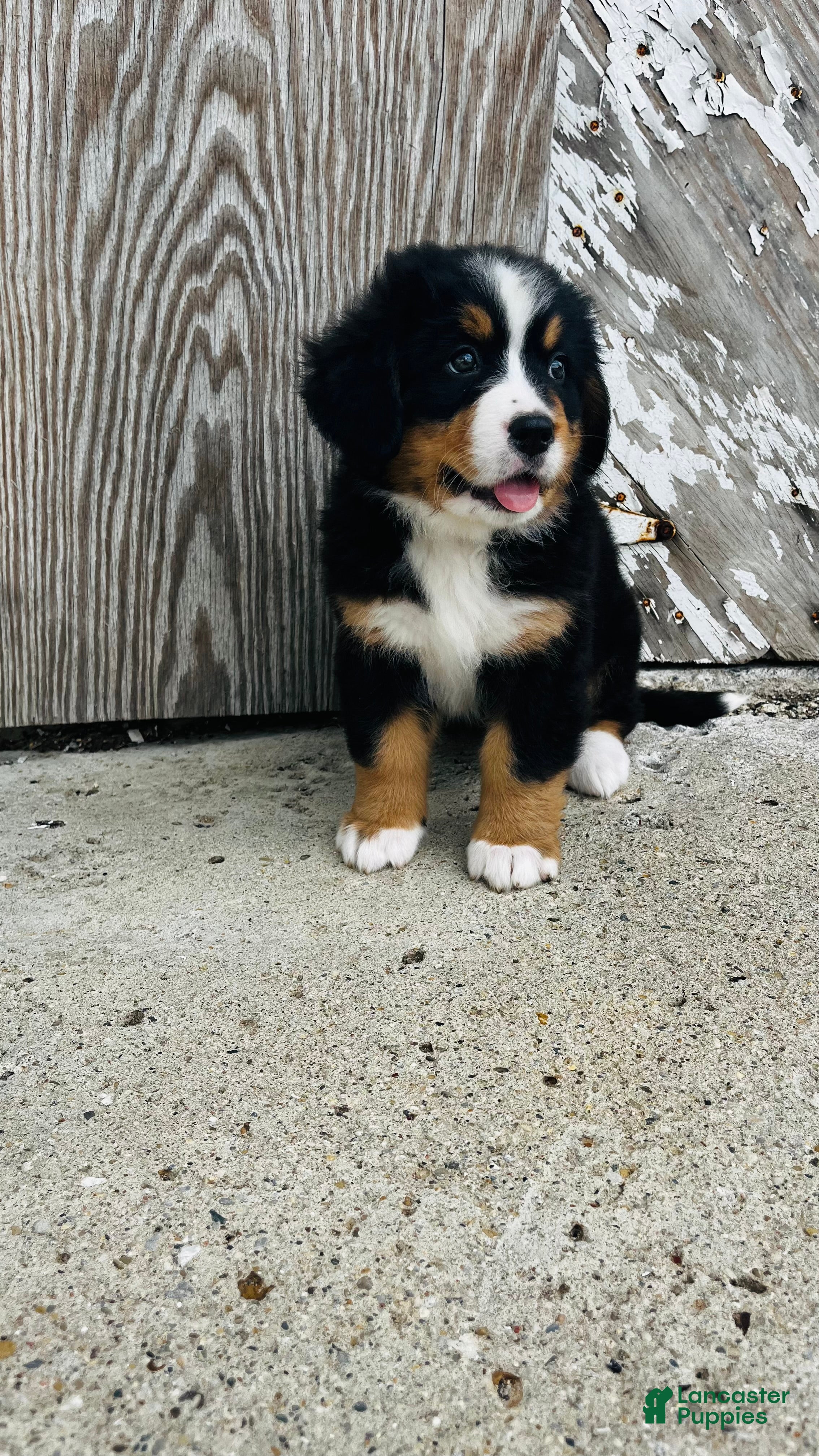 Bernese Mountain Dog dogs Vivienne - Ad 1
