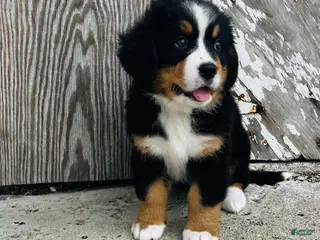Bernese Mountain Dog dogs for sale: Vivienne - Ad 1
