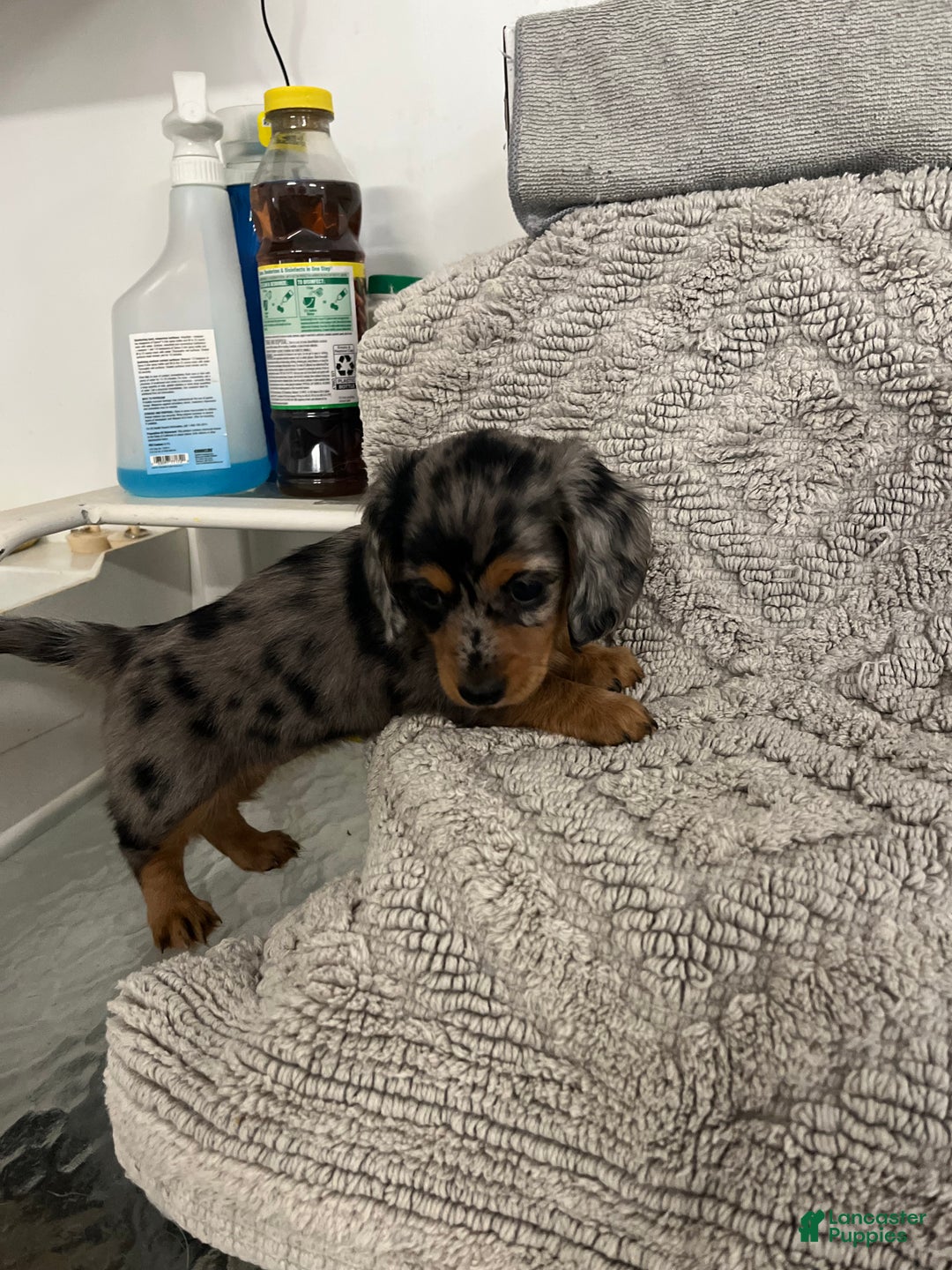 Miniature Dachshund dogs for sale: Raven  - Ad 2