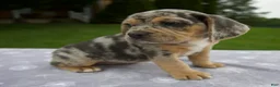 Beabull dogs for sale: Dixie - Ad 4
