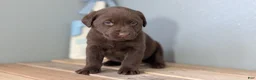 Labrador Retriever dogs for sale: Weston - Ad 7