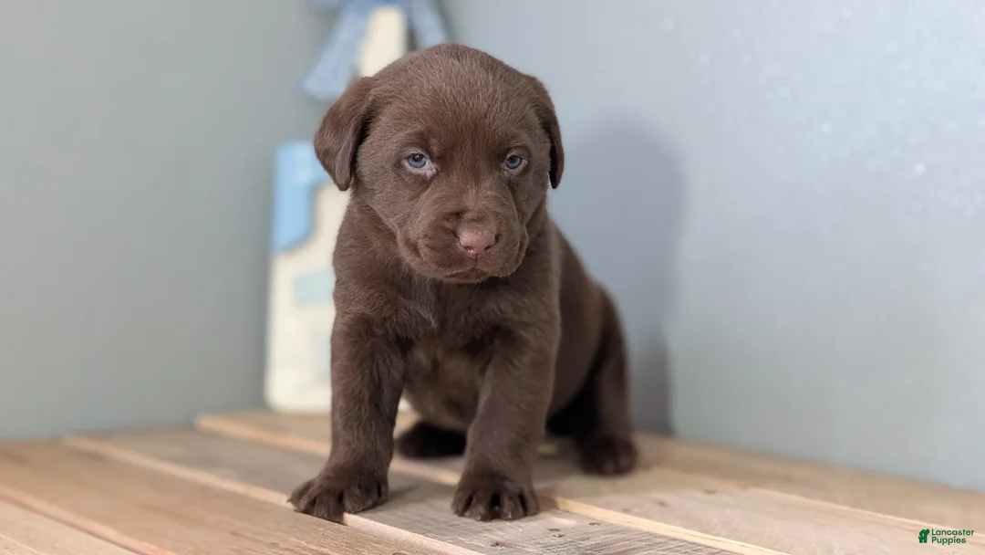 Labrador Retriever dogs for sale: Weston - Ad 7