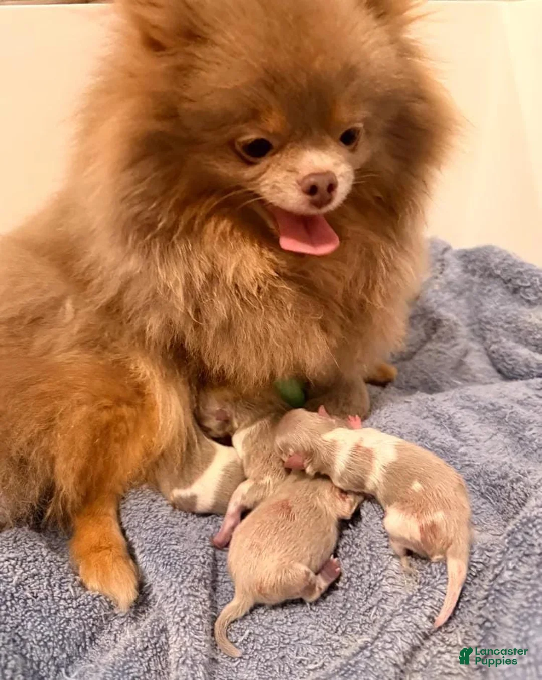 Pomeranian dogs for sale: Tania  - Ad 2