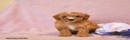 Cavapoo dogs for sale: Flora   - Ad 5