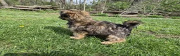 Shorkie dogs for sale: Whiskey - Ad 10