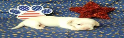 Miniature Dachshund dogs for sale: AKC Laci Cream female  - Ad 6