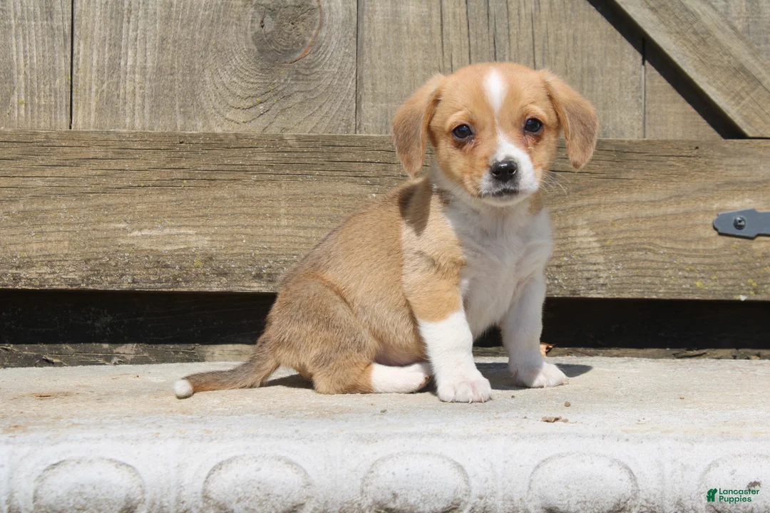 Mixed Breed dogs for sale: Knight - Ad 1