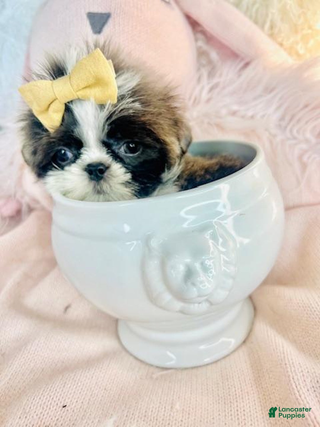 Shih Tzu dogs for sale: Tiny Shih Tzu Puppy  I can HAND deliver. - Ad 1