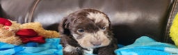 Shihpoo dogs for sale: Gideon - Ad 2