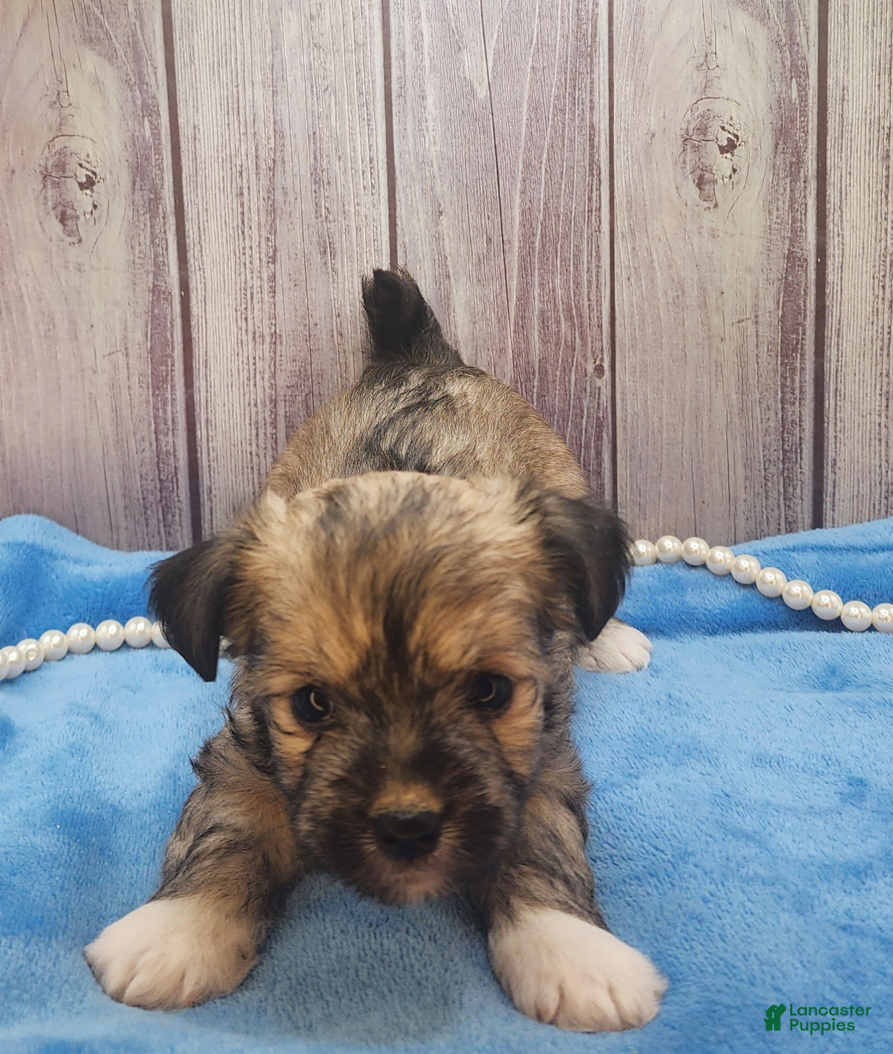 Mixed Breed dogs Nina - Ad 40