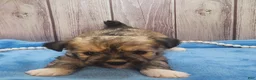 Mixed Breed dogs for sale: Nina - Ad 1