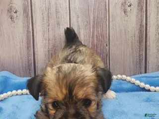 Mixed Breed dogs Nina - Ad 40