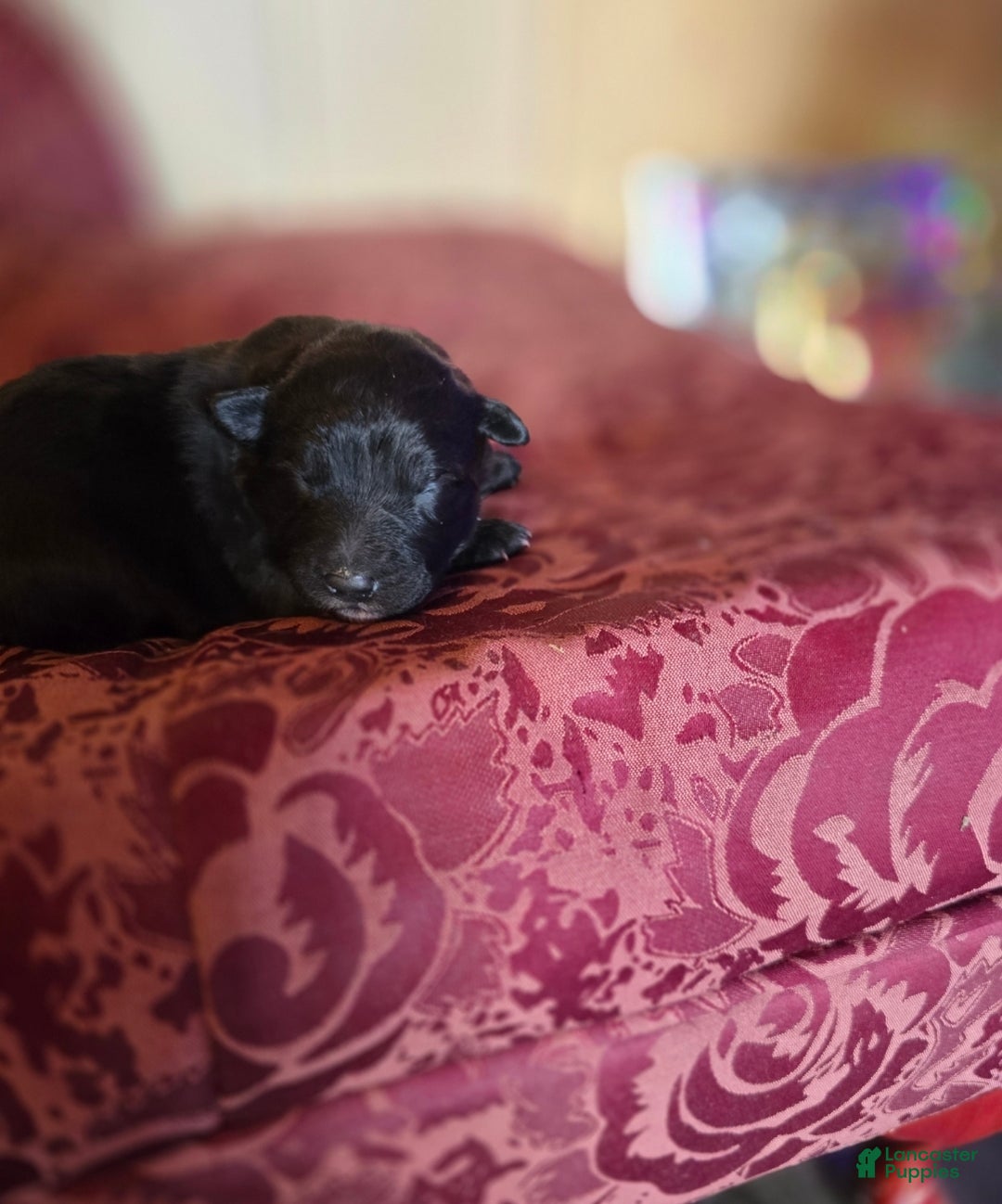 Mixed Breed dogs for sale: Stardust - Ad 4