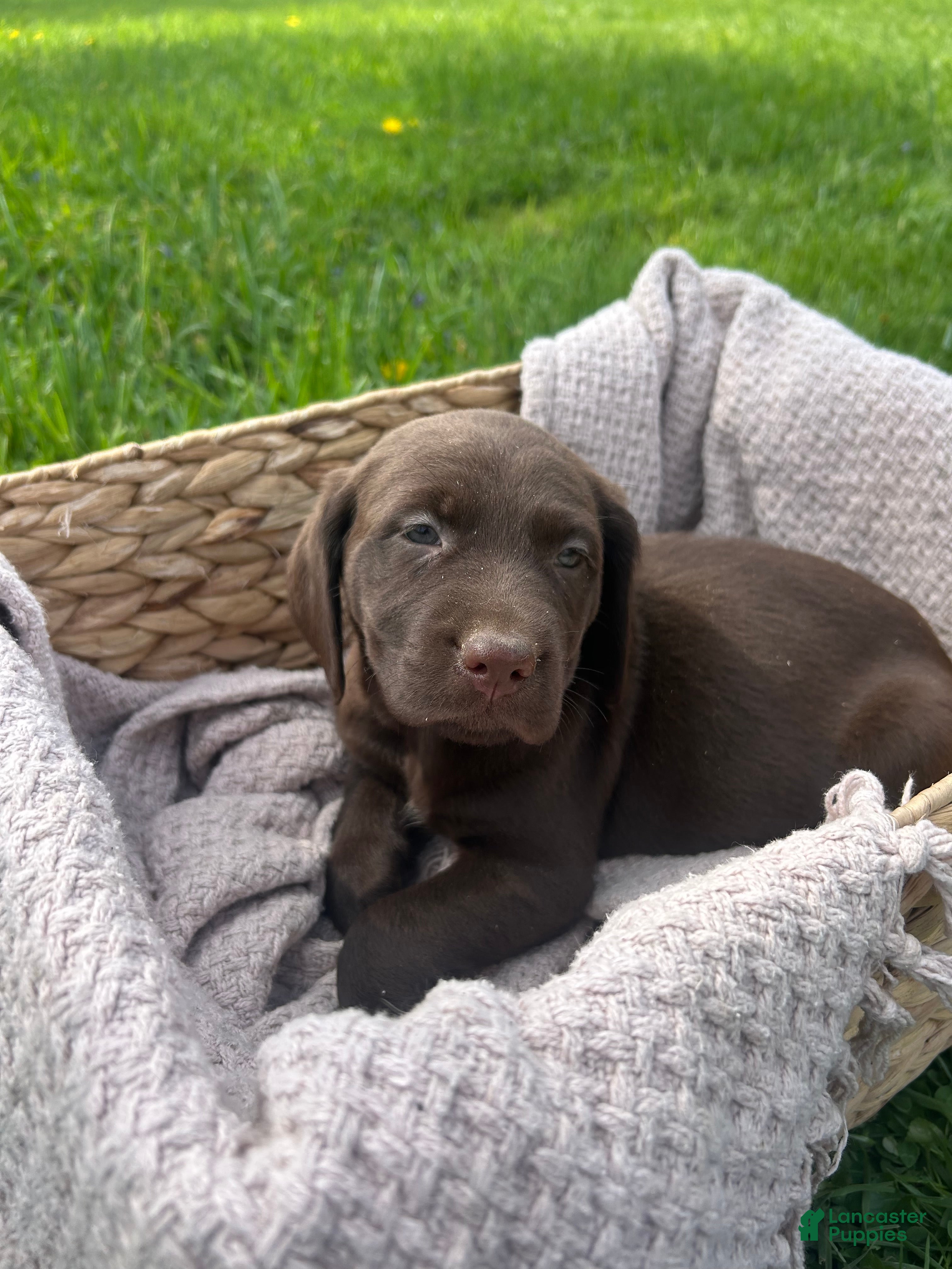 Mixed Breed dogs Flora - Ad 11