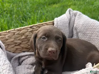 Mixed Breed dogs Flora - Ad 11