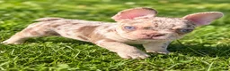 French Bulldog dogs for sale: Tonka - Ad 5