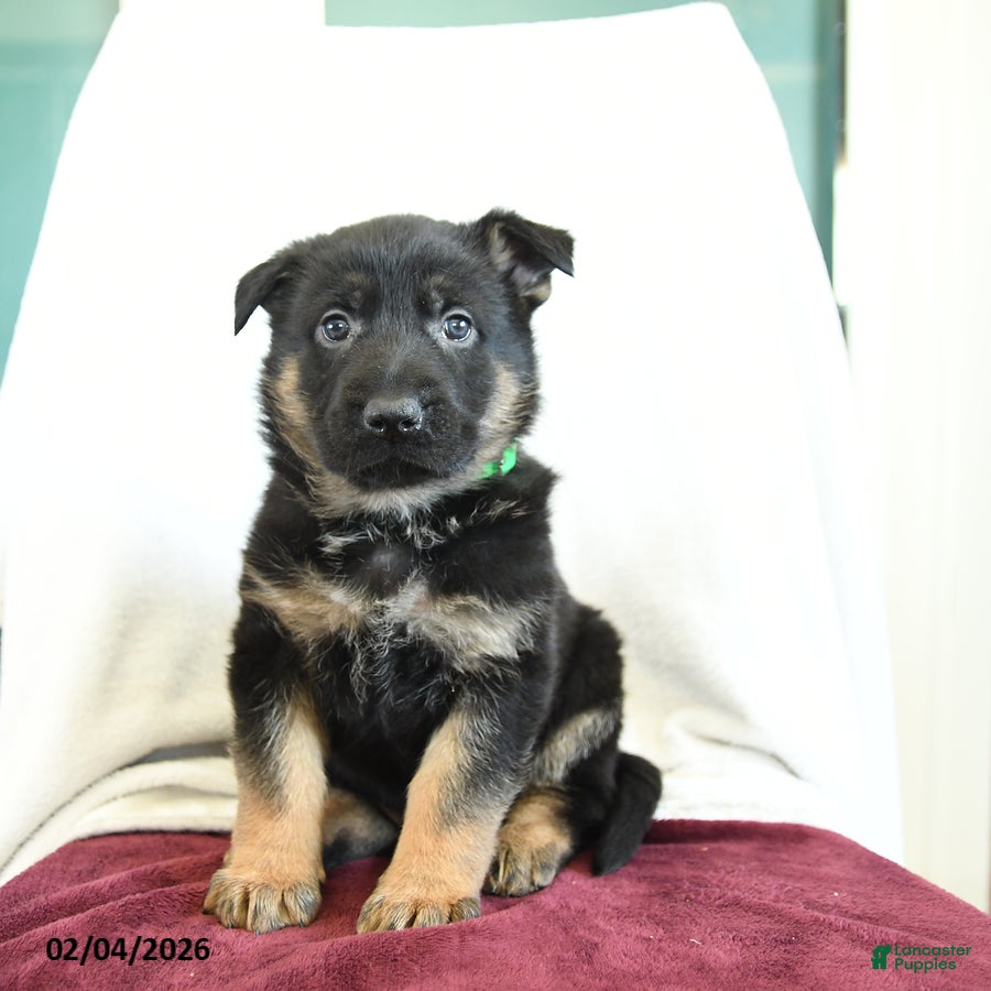 German Shepherd dogs Axle - Ad 7