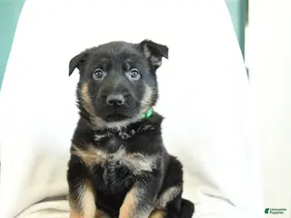 German Shepherd dogs Axle - Ad 7