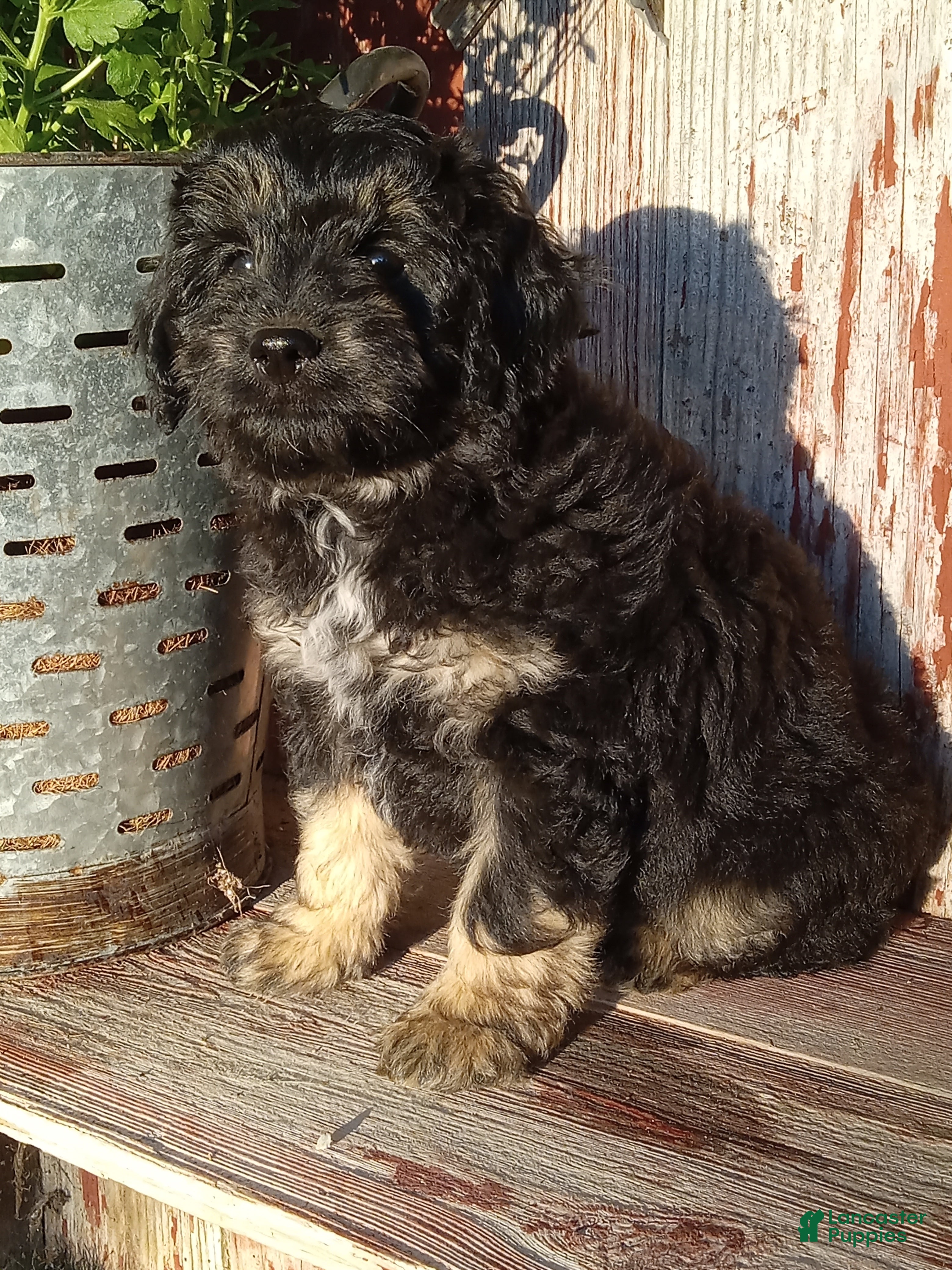 Mini Aussiedoodle dogs for sale: Iker - Ad 2