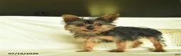 Yorkshire Terrier dogs for sale: Patrick - Ad 3