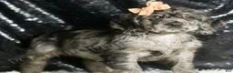Cocker Spaniel dogs for sale: Fiona - Ad 3