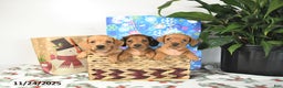 Miniature Dachshund dogs for sale: Travis - Ad 4