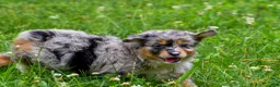 Mini Aussiedoodle dogs for sale: Gracie - Ad 8