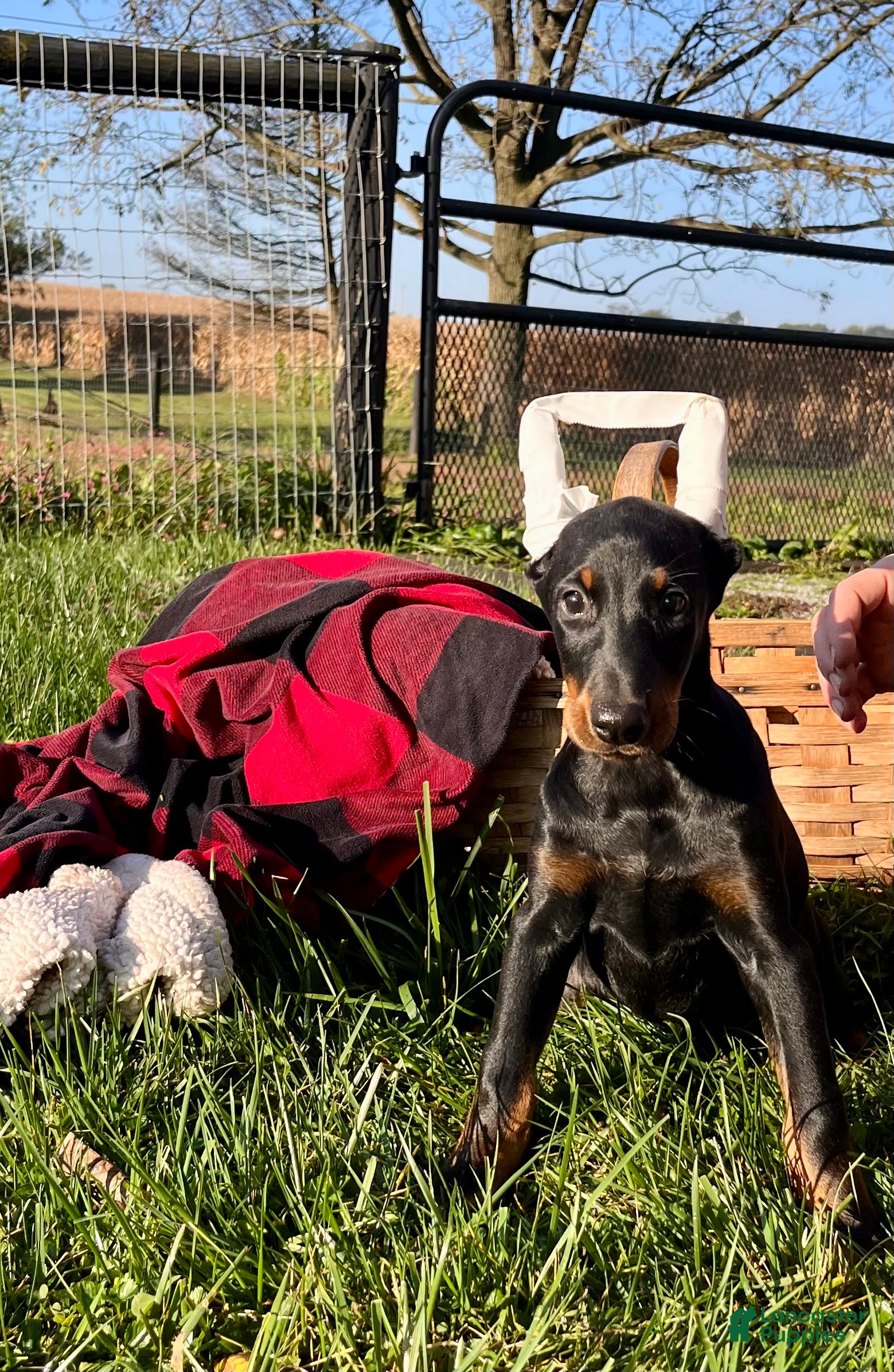 Doberman Pinscher dogs Alpha queen❤️Akc Champion Bloodlines - Ad 1