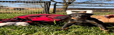 Alpha queen❤️Akc Champion Bloodlines