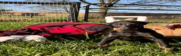 Doberman Pinscher dogs for sale: Alpha queen❤️Akc Champion Bloodlines - Ad 1