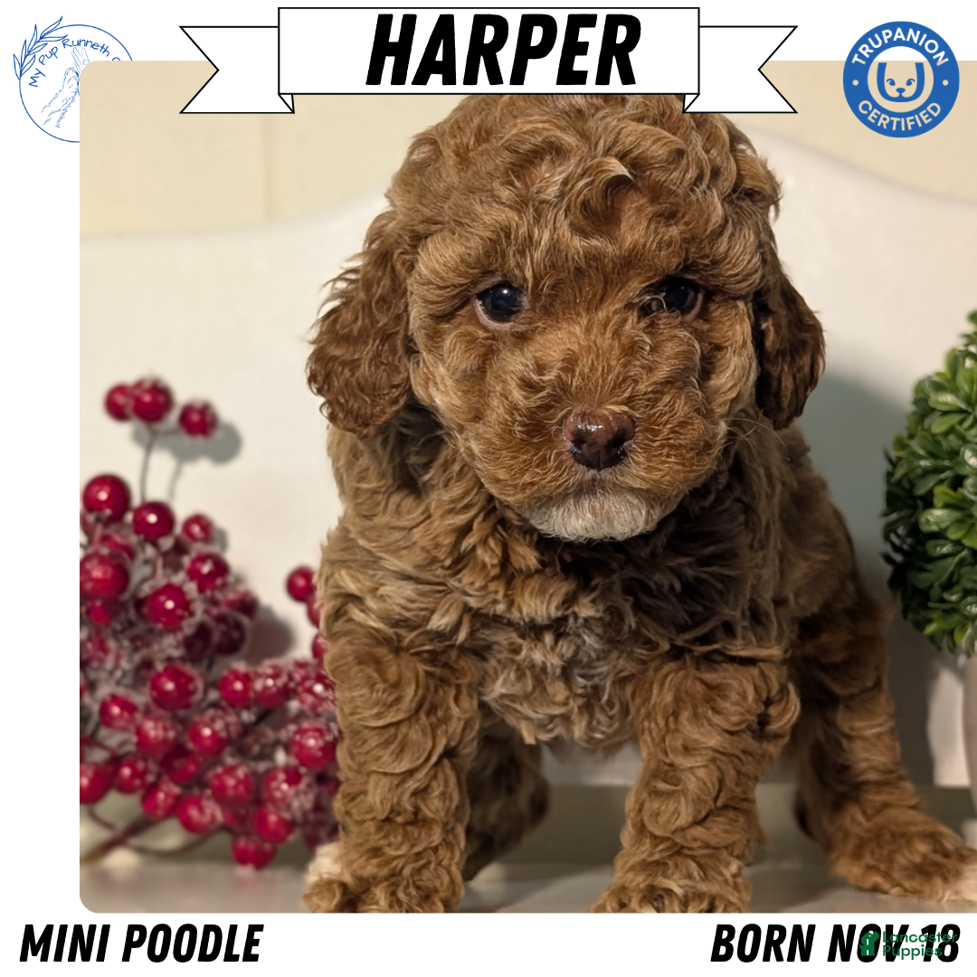 Miniature Poodle dogs Harper - Ad 1