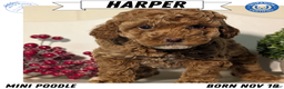 Miniature Poodle dogs for sale: Harper - Ad 1