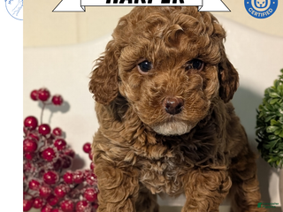 Miniature Poodle dogs Harper - Ad 1