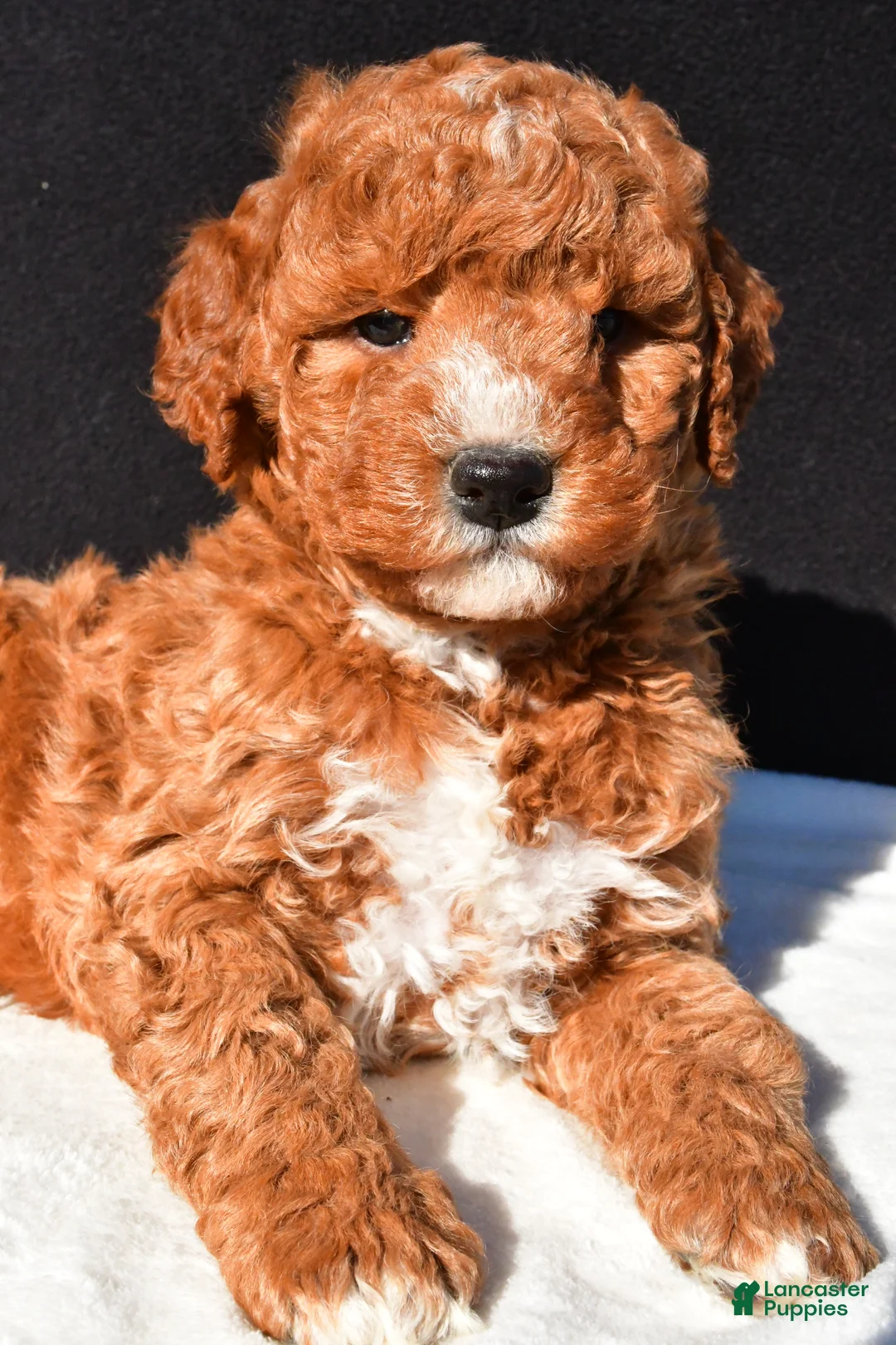 Mini Goldendoodle dogs for sale: Jake - Ad 1