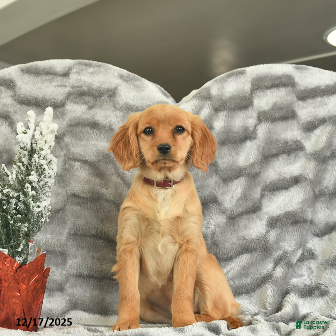 Miniature Golden Retriever dogs for sale: Ribbon  - Ad 1