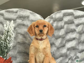 Miniature Golden Retriever dogs Ribbon - Ad 8