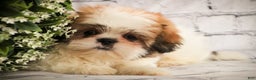 Shih Tzu dogs for sale: Bud - Ad 3