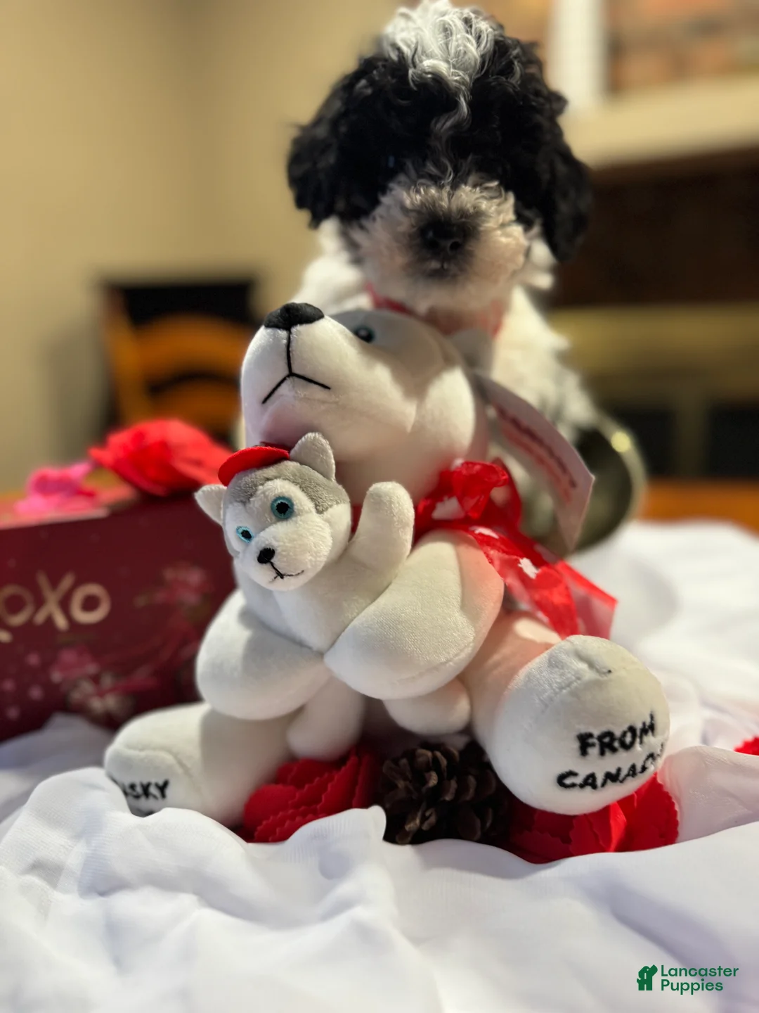 Toy Poodle dogs for sale: Stripe - Ad 3