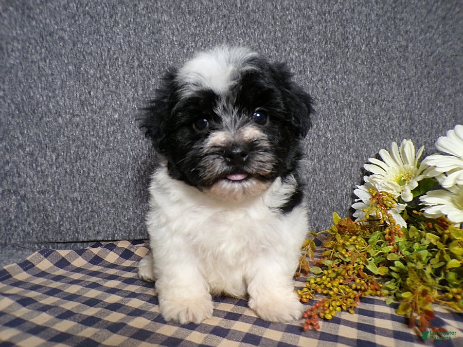 Havanese dogs Kipper - Ad 2