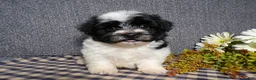Havanese dogs for sale: Kipper - Ad 2