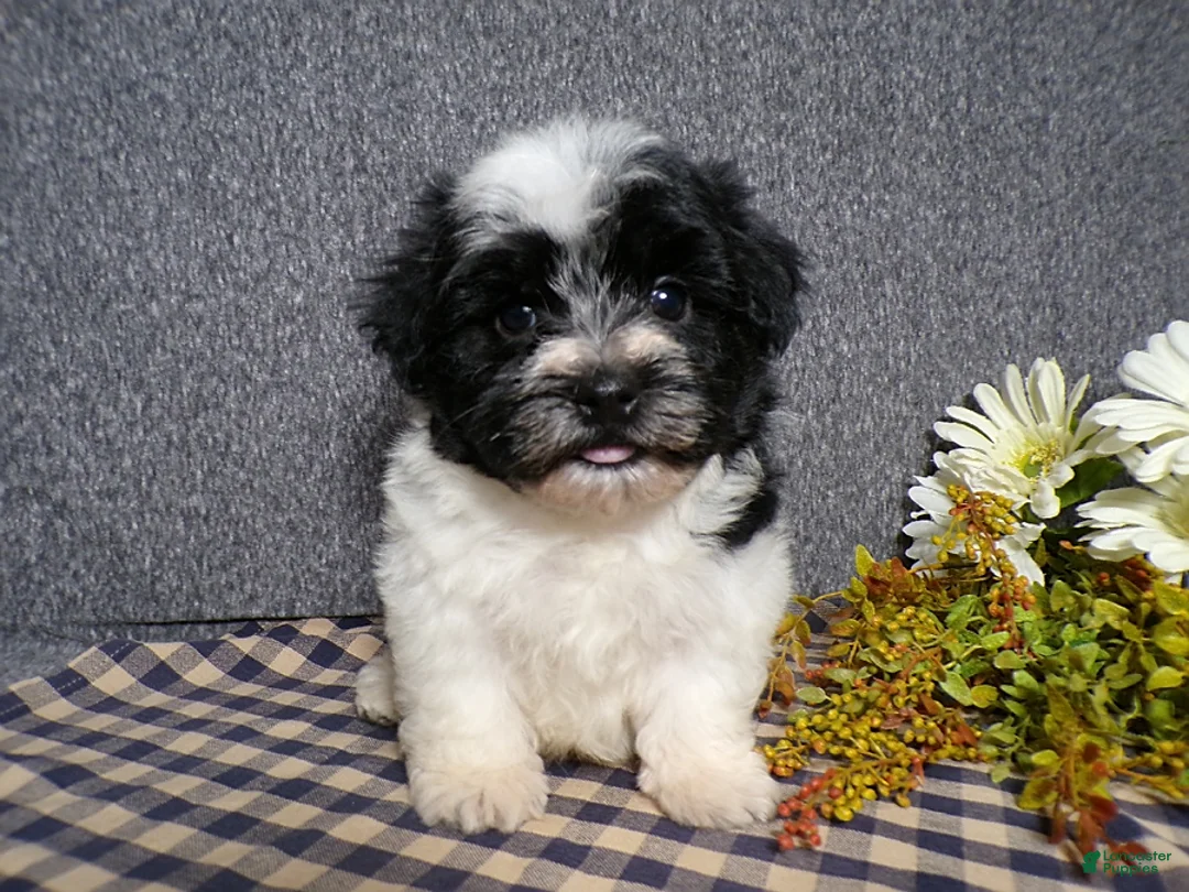 Havanese dogs for sale: Kipper - Ad 2