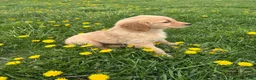 Golden Retriever dogs for sale: Layla  - Ad 1