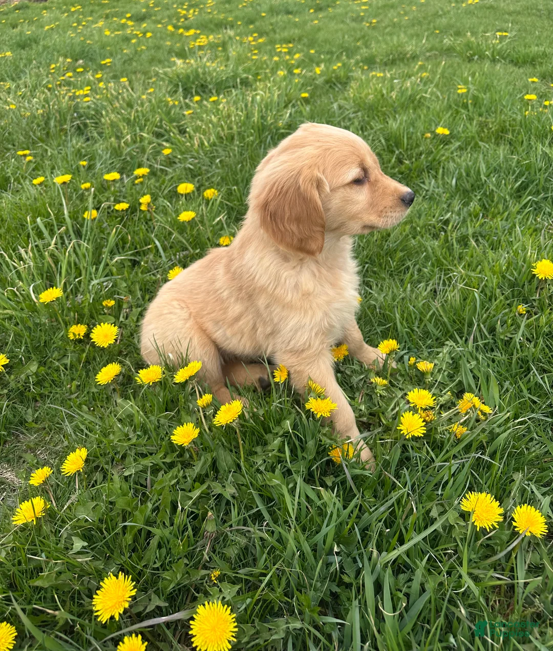 Golden Retriever dogs for sale: Layla  - Ad 1