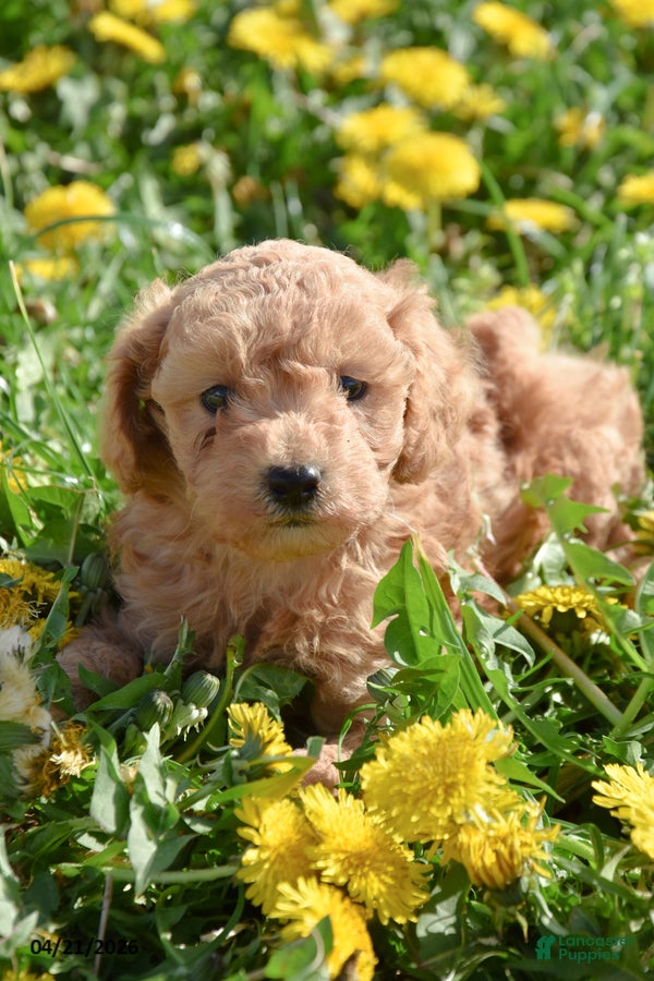 Toy Poodle dogs Silas - Ad 1