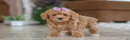 Schnoodle dogs for sale: Willow - Ad 4